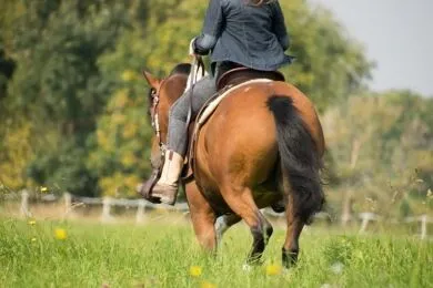 Horse Riding image